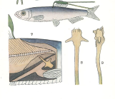 Lernaeenicus encrasicoli