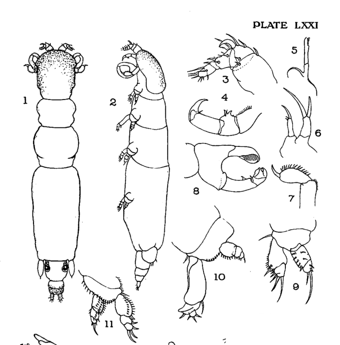 Eudactylina insolens