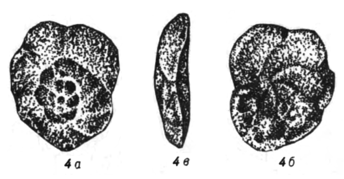 Trochammina taimyrensis Sapjanik, 1991