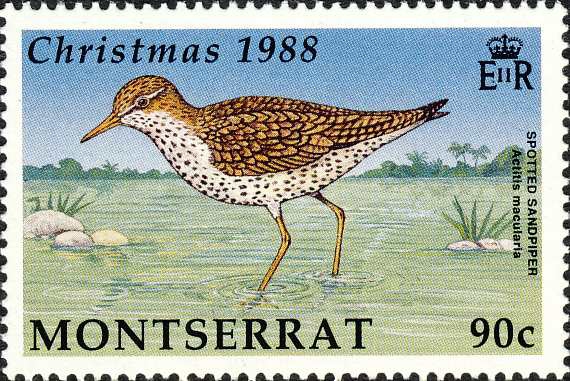 Actitis macularius Actitis macularius