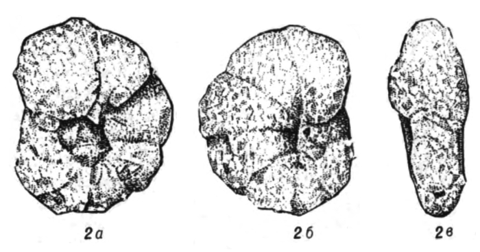 Trochammina sublapidosa Sapjanik, 1991