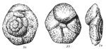 Trochammina inflataeformis Sapjanik, 1991