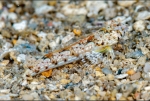 Synchiropus laddi 