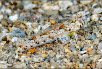 Synchiropus laddi 