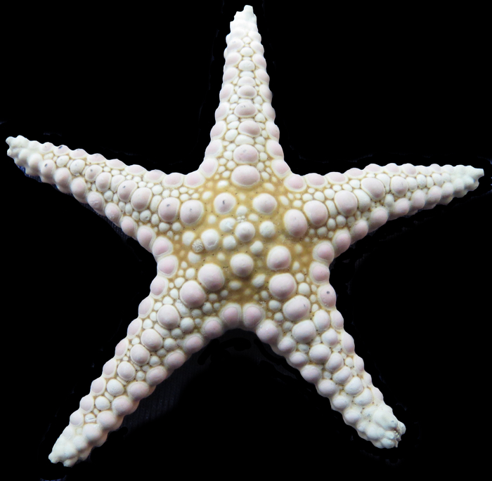 Neoferdina momo