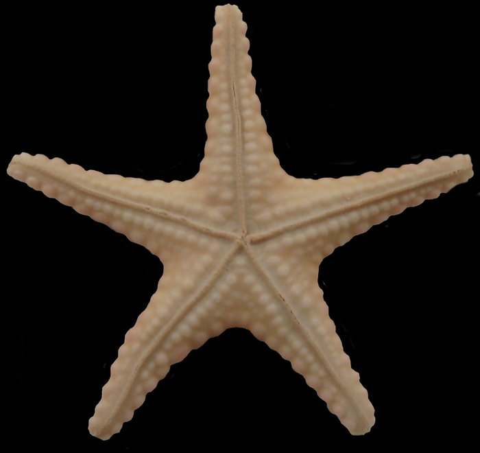 Neoferdina momo