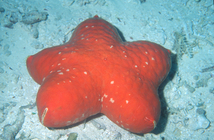 in situ-abactinal surface