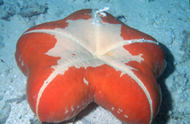 in situ-actinal surface