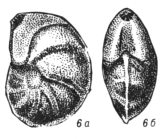 Lenticulina sinemurensis Sapjanik, 1991
