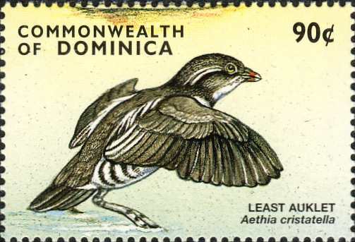 Aethia cristatella Aethia cristatella