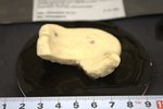 Holotype HBOM 003:02010