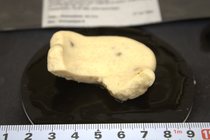 Holotype HBOM 003:02010