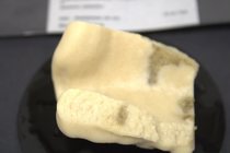 Paratype HBOM 003:01099