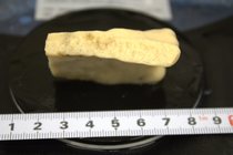 Paratype HBOM 003:02008