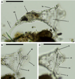 Collotheca monastica 