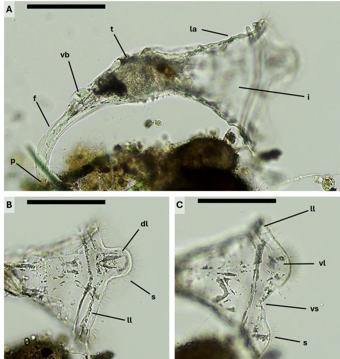 Collotheca monastica 