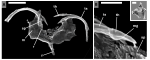 Trophi of Collotheca monastica