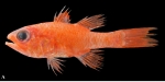 Apogon fugax