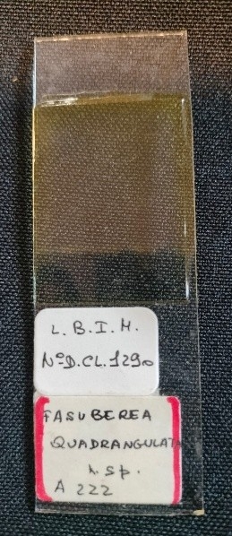 Fasuberea quadrangulata Slide Holotype 