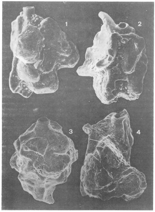 Sardammina cherchiae Coppa, 1989