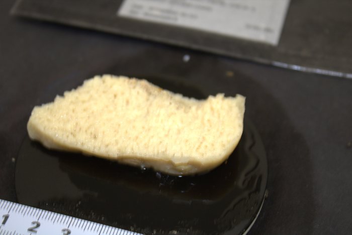 Holotype HBOM 003:02001