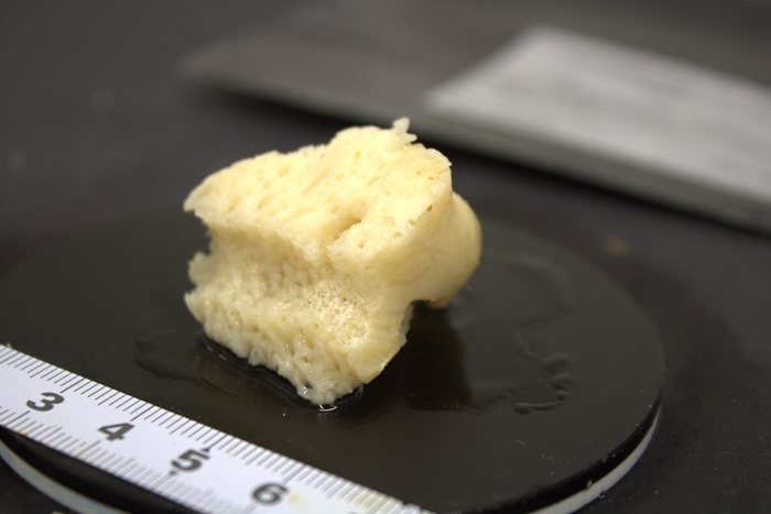 Holotype HBOM 003:02012