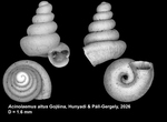 holotype of Acinolaemus altus Gojšina, Hunyadi & Páll-Gergely, 2026