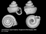 Holotype of Acinolaemus asper Gojšina, Tongkerd & Páll-Gergely, 2026