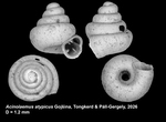 Holotype of Acinolaemus atypicus Gojšina, Tongkerd & Páll-Gergely, 2026