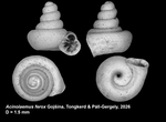 Holotype of Acinolaemus ferox Gojšina, Tongkerd & Páll-Gergely, 2026