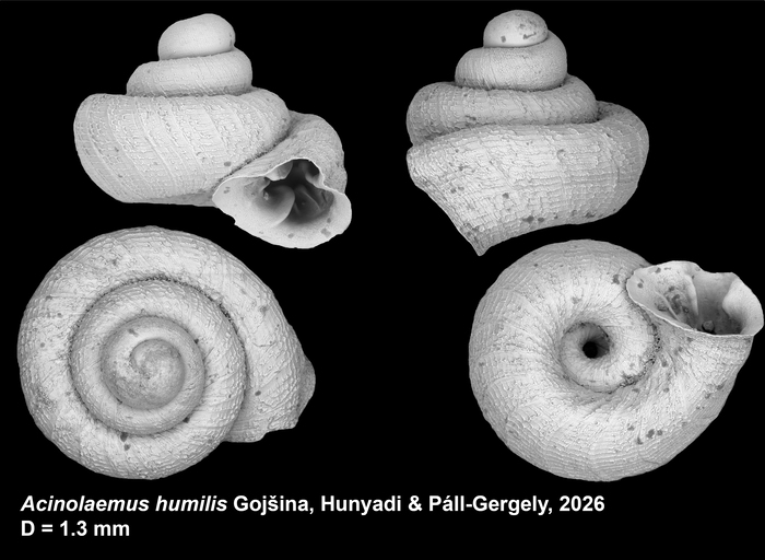 Holotype of Acinolaemus humilis Gojšina, Hunyadi &amp; Páll-Gergely, 2026