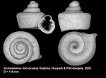 Holotype of Acinolaemus microcubus Gojšina, Hunyadi & Páll-Gergely, 2026
