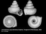 Holotype of Acinolaemus paucidentatus Gojšina, Tongkerd & Páll-Gergely, 2026