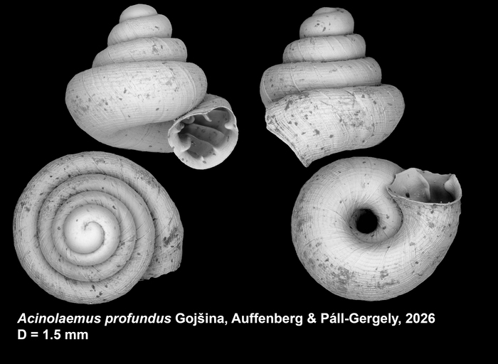Holotype of Acinolaemus profundus Gojšina, Auffenberg &amp; Páll-Gergely, 2026