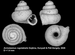 Holotype of Acinolaemus rugolabialis Gojšina, Hunyadi & Páll-Gergely, 2026