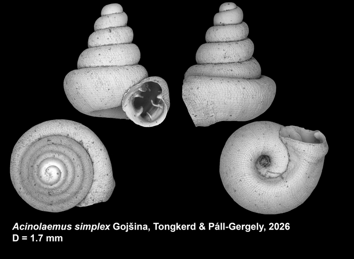 Holotype of Acinolaemus simplex Gojšina, Tongkerd &amp; Páll-Gergely, 2026