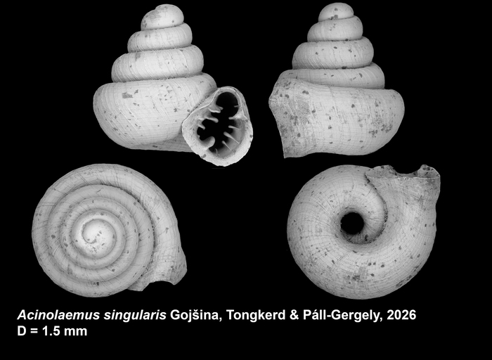 Holotype of Acinolaemus singularis Gojšina, Tongkerd &amp; Páll-Gergely, 2026