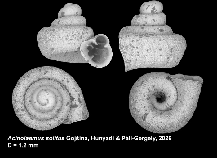 Holotype of Acinolaemus solitus Gojšina, Hunyadi &amp; Páll-Gergely, 2026