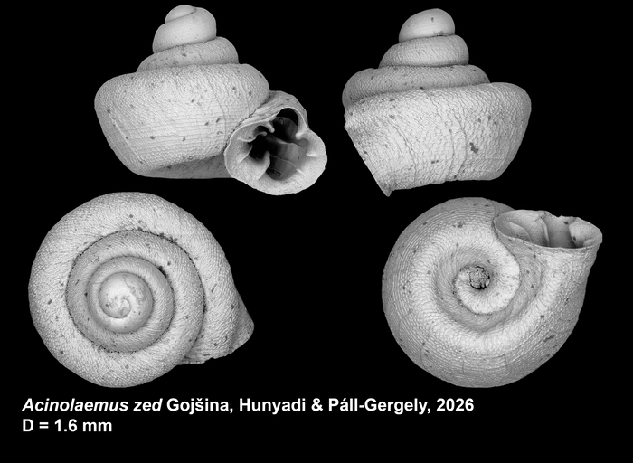 Holotype of Acinolaemus zed Gojšina, Hunyadi &amp; Páll-Gergely, 2026