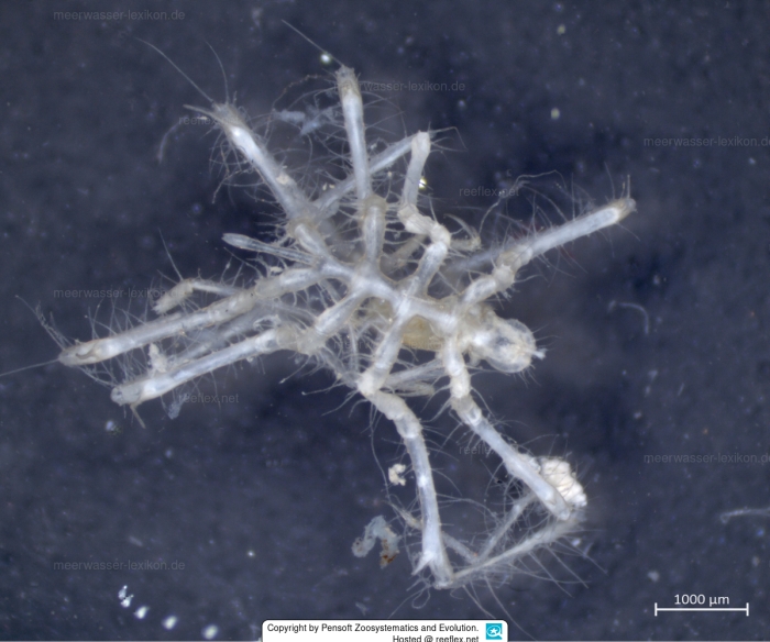 Cilunculus frontosus
