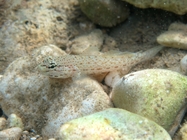 Gobius bucchichi
