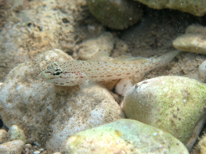 Gobius bucchichi