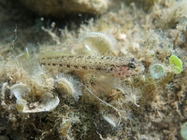 Gobius couchi