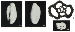 Quinqueloculina grueti Margerel, 1968