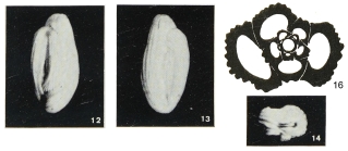 Quinqueloculina grueti Margerel, 1968