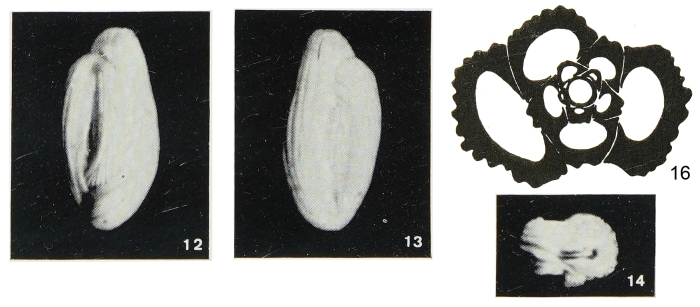 Quinqueloculina grueti Margerel, 1968