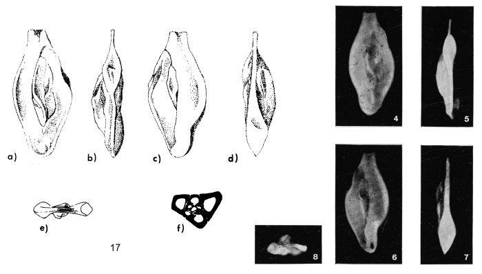 Quinqueloculina lecalvezae Margerel, 1968