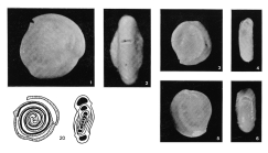 Nummoloculina circumcostata Margerel, 1968