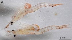 Rhopalophthalmus tartessicus