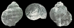 Harpagodes sachalinensis Yabe & Nagao, 1925
